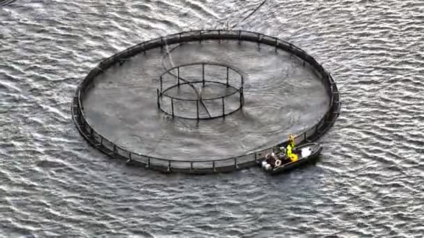 Sea Farm Aquaculture Nets Ocean Used Intensive Fish Farming — Stock Video