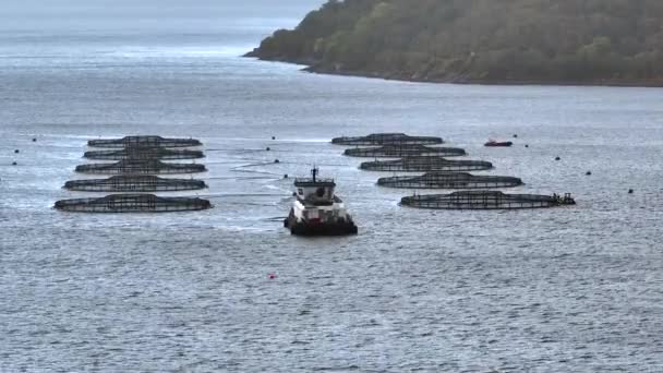 Zeeboerderij Aquacultuur Netten Oceaan Gebruikt Voor Viskwekerijen — Stockvideo