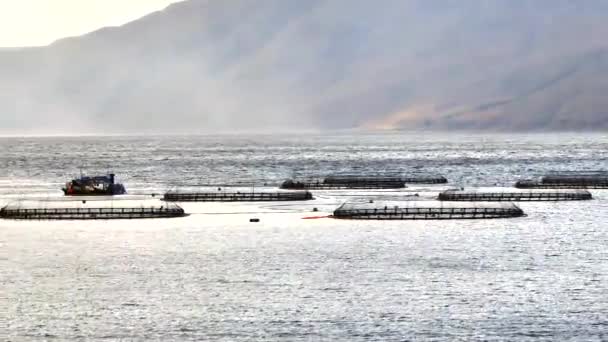 Sea Farm Aquaculture Nets Ocean Used Fish Farming — Stock Video