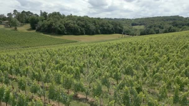 Winnica Bordeaux Letnim Widoku Lotu Ptaka — Wideo stockowe