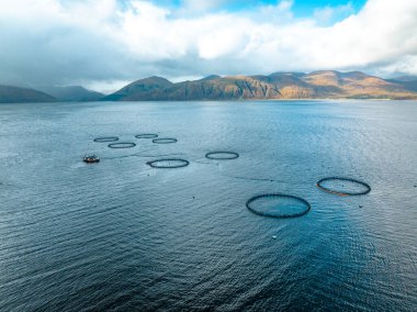 Aquaculture Deniz Çiftliği Kalemleri Piyasa İçin Balık Deposu Tutuyor