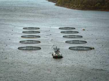 Aquaculture Deniz Çiftliği Kalemleri Piyasa İçin Balık Deposu Tutuyor