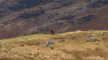 Red Deer Stags in the Scottish Highlands