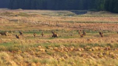 Görkemli Kızıl Geyik İskoç Highlands Havacılık Manzarasında