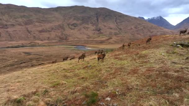 Red Deer Stags Scottish Highlands — Vídeos de Stock