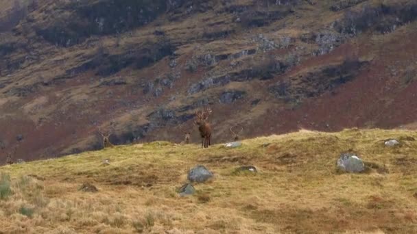 Majestuoso Ciervo Rojo Ciervos Las Tierras Altas Escocesas — Vídeos de Stock