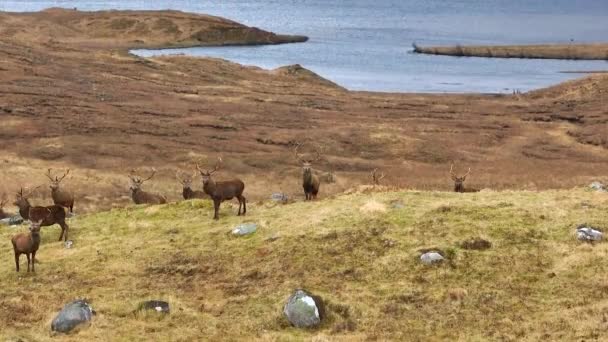 Cerfs Red Deer Dans Les Highlands Écossais — Video