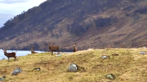 Majestuoso Ciervo Rojo Ciervos Las Tierras Altas Escocesas Vista Aérea — Vídeos de Stock