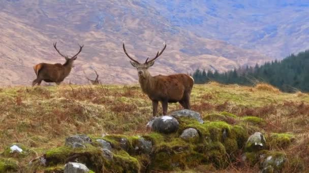Majestic Red Deer Stags Scottish Highlands Aerial View — Stock video