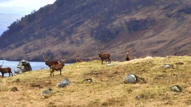 Majestic Red Deer Stags Scottish Highlands Aerial View — 图库视频影像