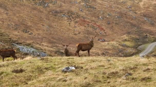 Red Deer Stags Scottish Highlands — Stock video