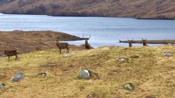 Red Deer Stags Nas Terras Altas Escócia — Vídeo de Stock