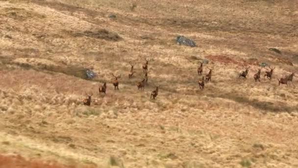 Majestuosa Manada Ciervos Rojos Escocia Vista Aérea — Vídeos de Stock