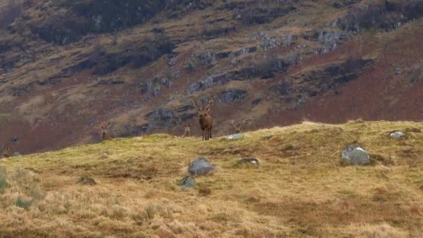 Red Deer Stags Nas Terras Altas Escócia — Vídeo de Stock