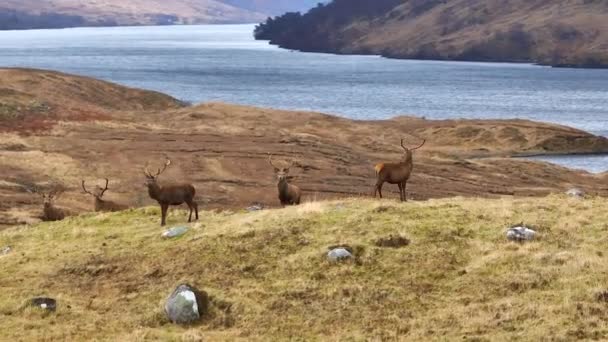 Majestic Red Deer Stags Scottish Highlands Aerial View — Vídeos de Stock