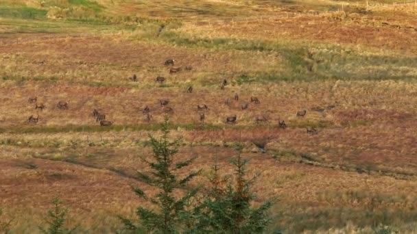 Majestuosa Manada Ciervos Rojos Las Tierras Altas Escocesas Vista Aérea — Vídeos de Stock