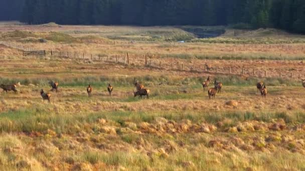 Majestuoso Ciervo Rojo Ciervos Las Tierras Altas Escocesas Vista Aérea — Vídeos de Stock
