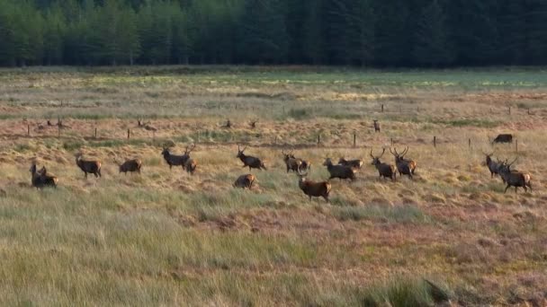 Majestic Red Deer Stags Scottish Highlands — Stock Video