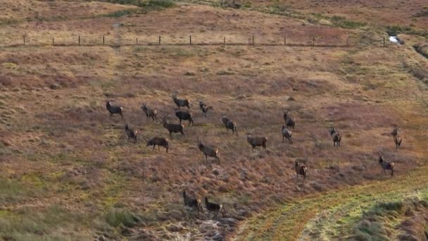 Majestuoso Ciervo Rojo Ciervos Las Tierras Altas Escocesas — Vídeos de Stock