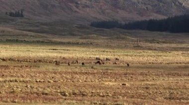 Majestic Red Deer Stag Herd in the Scottish Highlands Aerial View