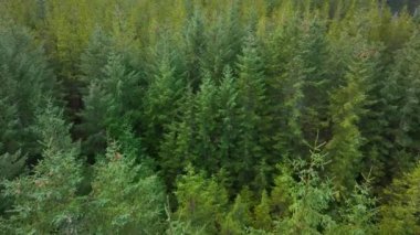 Plantation Woodland and Managed Forest in Scotland