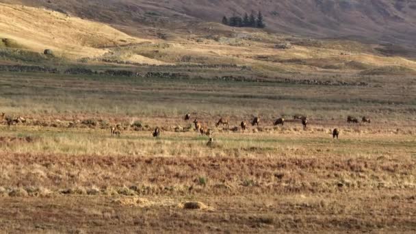 Majestic Red Deer Stag Herd Scottish Highlands Aerial View — Vídeo de stock
