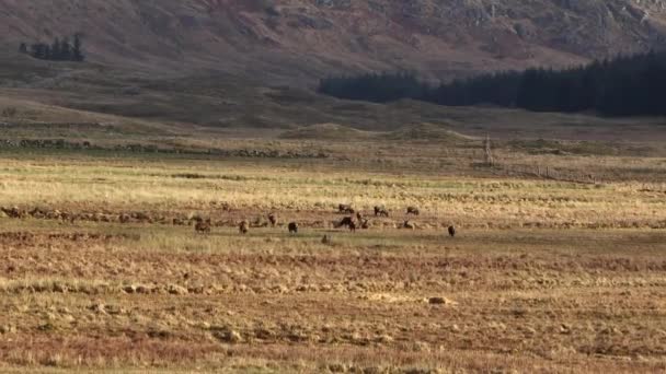 Majestic Red Deer Stag Herd Scottish Highlands Aerial View — Stock Video