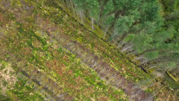 Çiftlik Ormanı Hava Görüntüsü Ormanların Kuruduğunu Bitkili Ormanları Gösteriyor — Stok video