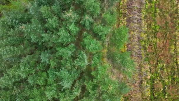 Plantation Woodland Aerial View Showing Deforestation Planted Forests — Video Stock
