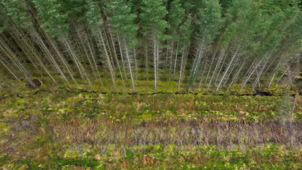 Plantation Woodland Aerial View Εμφάνιση Αποψίλωση Και Φυτεμένα Δάση — Αρχείο Βίντεο