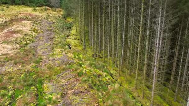 Ültetés Woodland Aerial View Bemutató Erdőirtás Ültetett Erdők — Stock videók