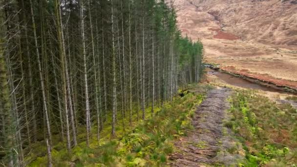 Plantacja Woodland Aerial View Pokazuje Wylesianie Sadzone Lasy — Wideo stockowe