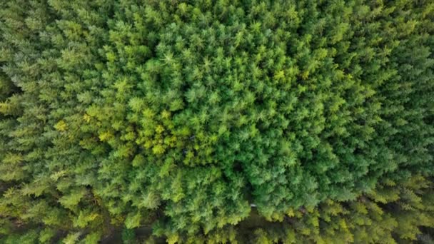 Plantation Woodland Managed Forest Scotland Aerial View — 图库视频影像