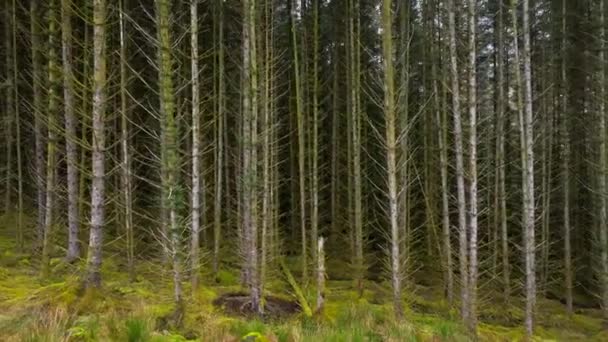 Едж Плантаційного Лісу Завідував Лісом — стокове відео