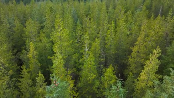 Plantation Woodland Managed Forest Scotland — 图库视频影像