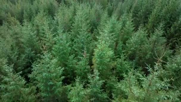 Plantation Woodland Managed Forest Scotland — Vídeos de Stock