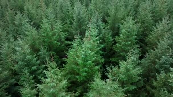 Plantation Woodland Managed Forest Scotland Aerial View — Vídeo de stock
