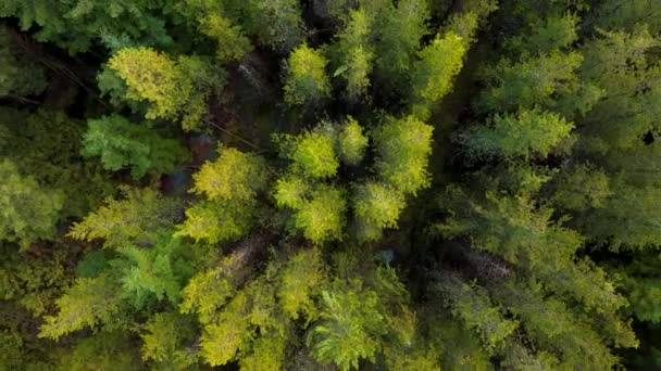 Plantation Woodland Managed Forest Scotland — Video Stock