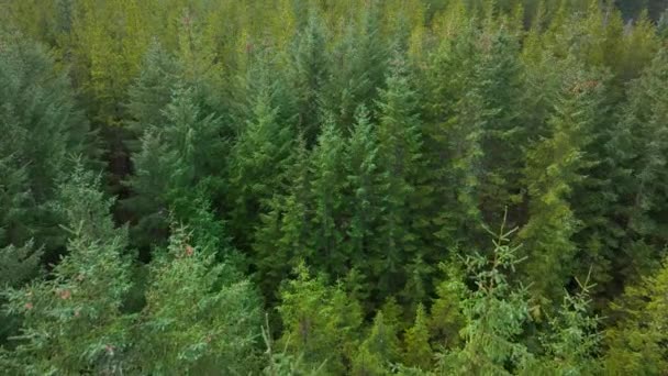 Plantation Woodland Managed Forest Scotland — Stok video