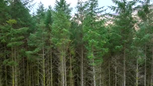 Plantation Woodland Managed Forest Scotland Αεροφωτογραφία — Αρχείο Βίντεο