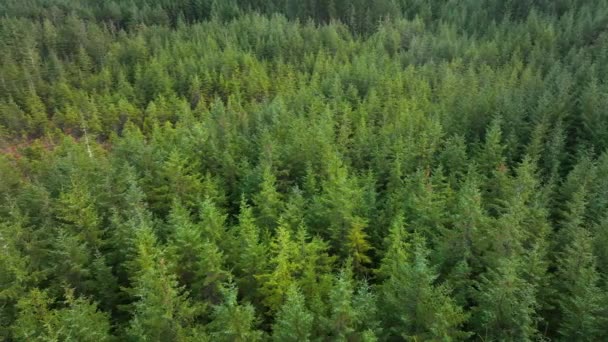 Plantacja Lasów Lasów Zarządzanych Szkocji — Wideo stockowe
