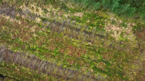 Plantation Woodland Aerial View Showing Deforestation Planted Forests — Vídeos de Stock