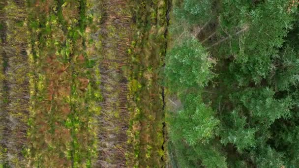 Plantation Woodland Aerial View Εμφάνιση Αποψίλωση Και Φυτεμένα Δάση — Αρχείο Βίντεο