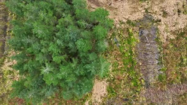 Plantation Woodland Aerial View Showing Deforestation Planted Forests — Vídeo de stock