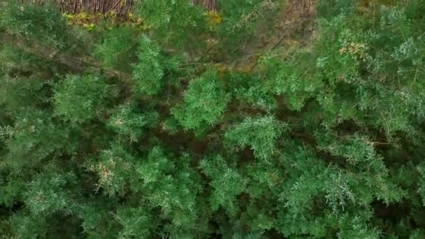 Plantation Woodland Managed Forest Scotland Aerial View — Vídeo de stock