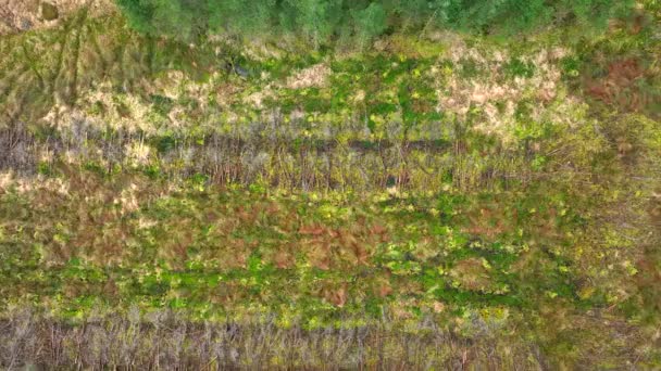 Рослинний Ліс Повітряний Вид Показує Знищення Лісів Засаджені Ліси — стокове відео