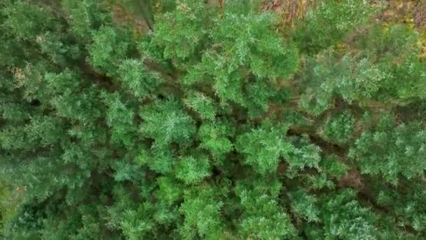 Plantage Bosbouw Luchtfoto Toont Ontbossing Aangeplante Bossen — Stockvideo
