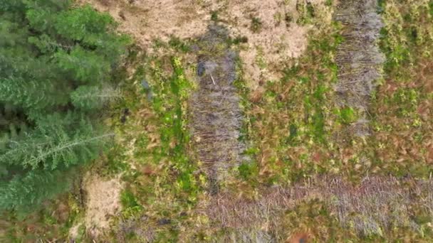 Plantation Woodland Aerial View Showing Deforestation Planted Forests — Vídeo de stock