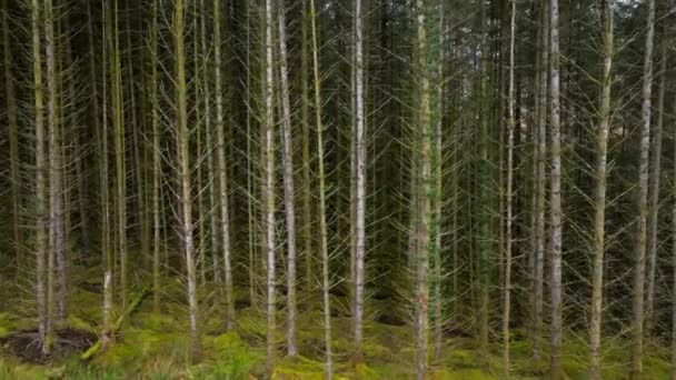 Plantacja Woodland Managed Forest Szkocji Widok Lotu Ptaka — Wideo stockowe