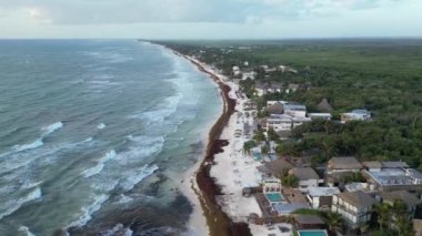 Meksika 'da Kumsallı Yosun Krizi Yosun İstilasıyla Mücadele